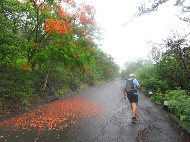 La petite route est bordée de flamboyants
