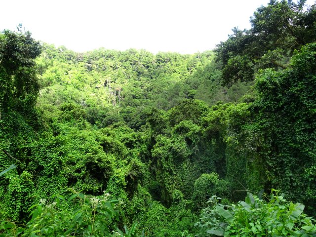 Une vraie jungle pousse au cœur de la ville