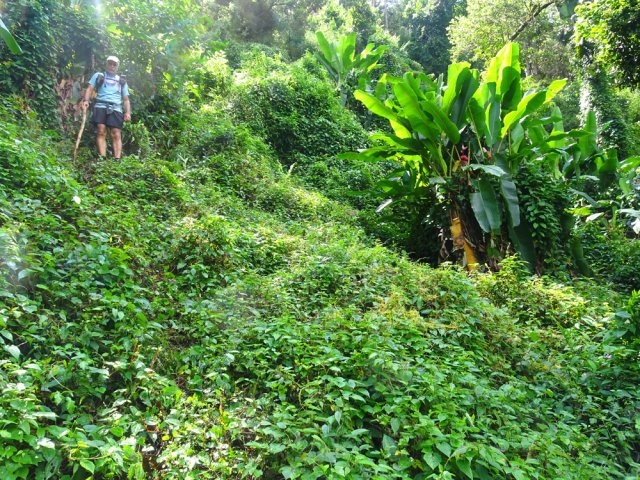 Les bananiers à fleurs marquent la fin de la pente