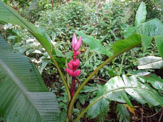 Il y en a partout autour du sentier