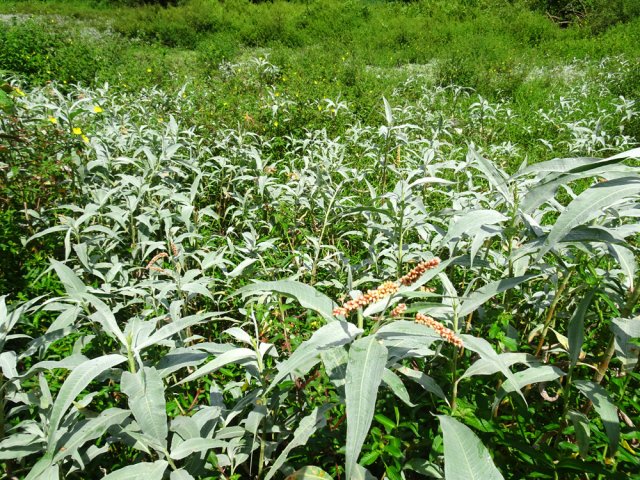 Tout le fond est envahi de persicaires du Sénégal