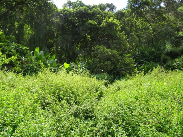 Reprendre le parcours à l'envers pour regagner la lisière