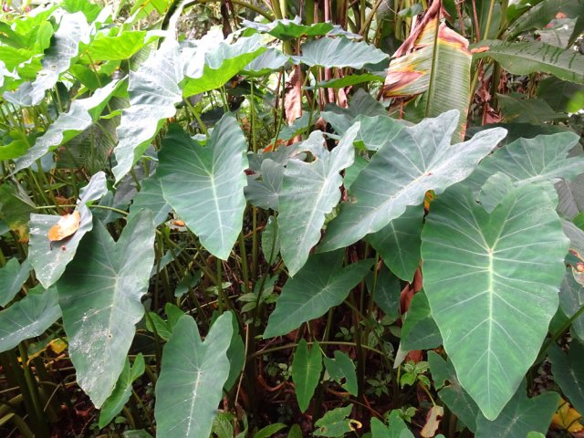 Les taros confirment le sol marécageux