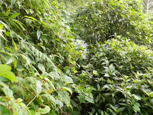 Une courte portion très envahie de tabac bœuf