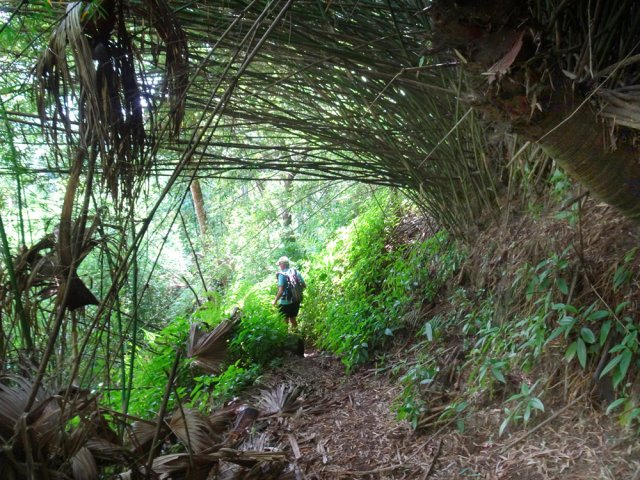 Le sentier descend calmement en passant sous des bambous