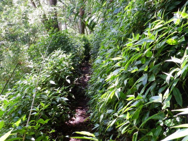 La végétation envahit le sentier mais il ne se perd pas des yeux