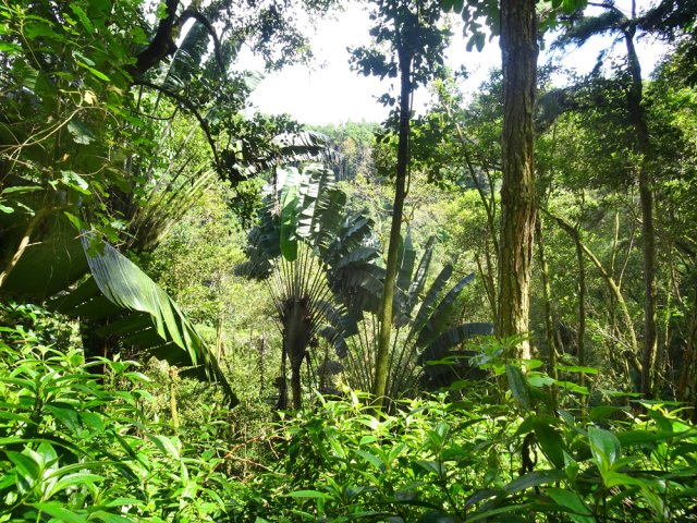 Des ravenelles sur les pentes du cratère