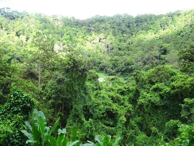 On devine le fond dans les trouées entre les arbres