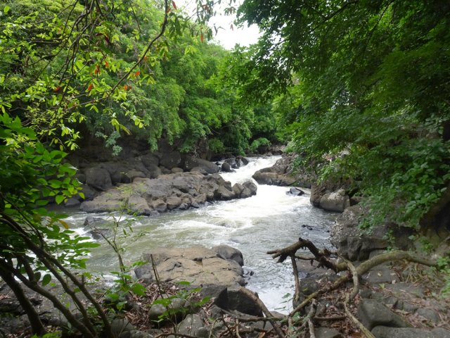 Beaucoup de végétation sur les rives basaltiques