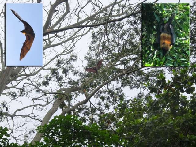 A la tombée de la nuit, c'est le ballet des roussettes partant en chasse