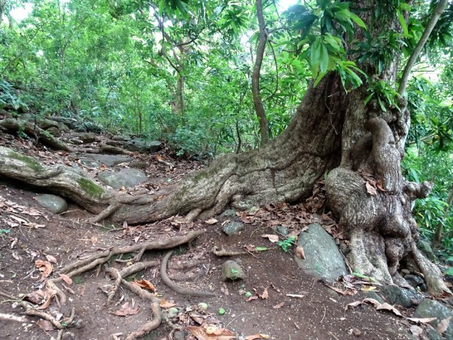 Un vieux manguier dans la remontée du retour