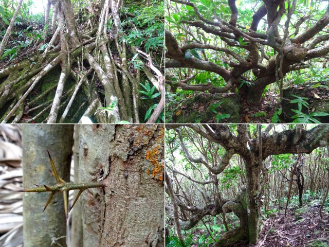 Nouveaux beaux spécimens méritant de courtes haltes