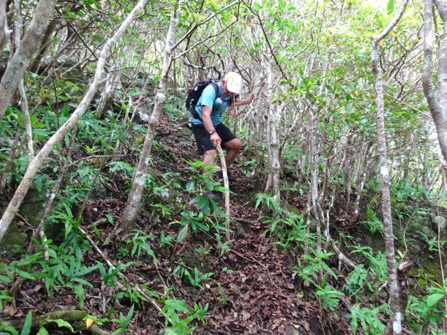 Les arbres sont indispensables pour freiner la descente