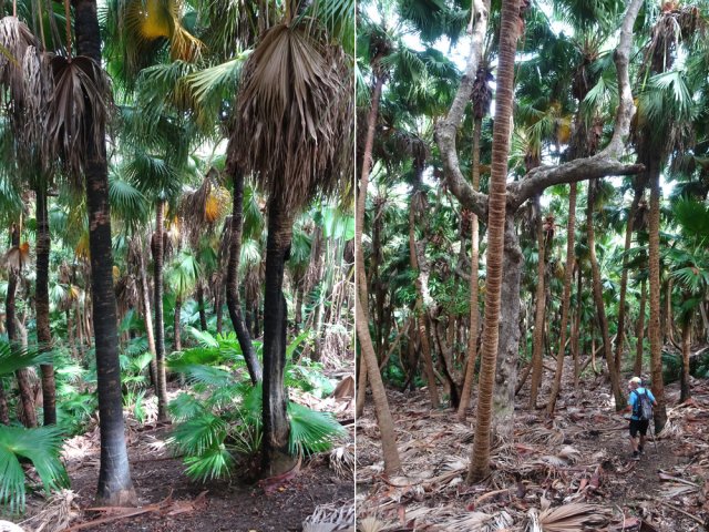 Attention : deux sentiers dans l'immense palmeraie