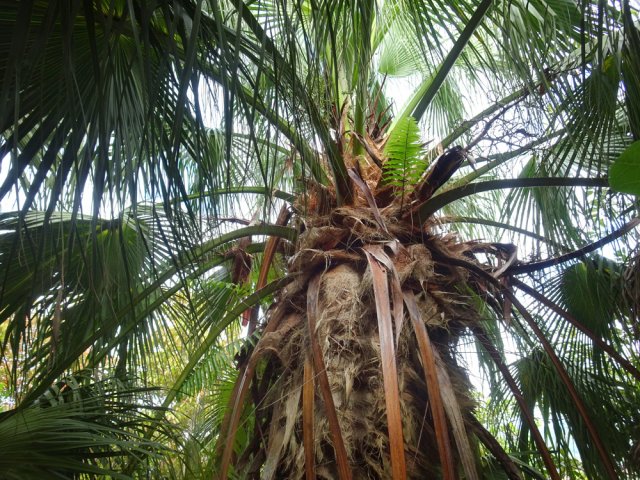 Il doit y avoir des singes à la période de fructification des palmiers