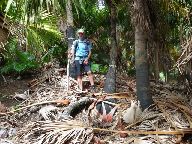 Plus bas, le rouge est remplacé par des tissus attachés aux troncs