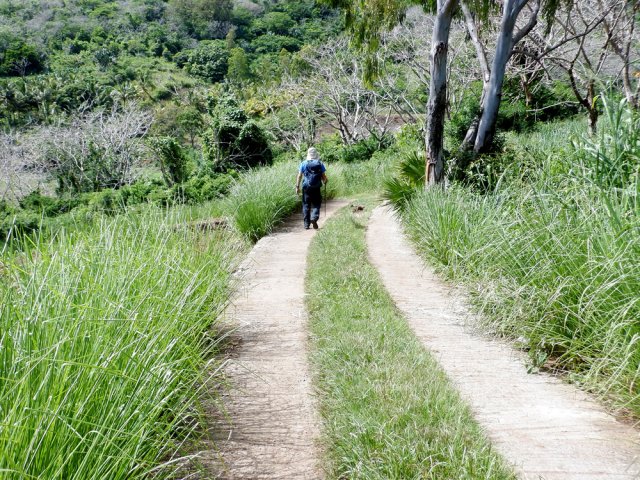 Les pieds de vétiver en arrivant au village de Marie Jeanne