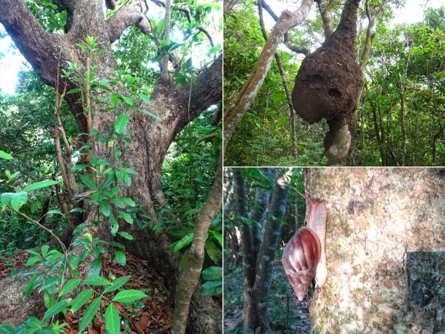 Beaux arbres et nombreuses termitières tout au long du sentier