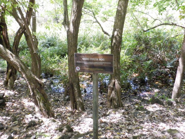 Dernière mare de la boucle : Mare Coq de Bois