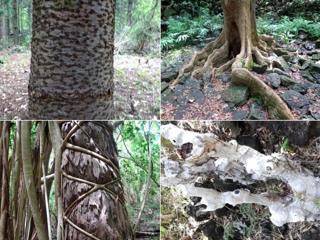 Arbres et sculptures naturelles