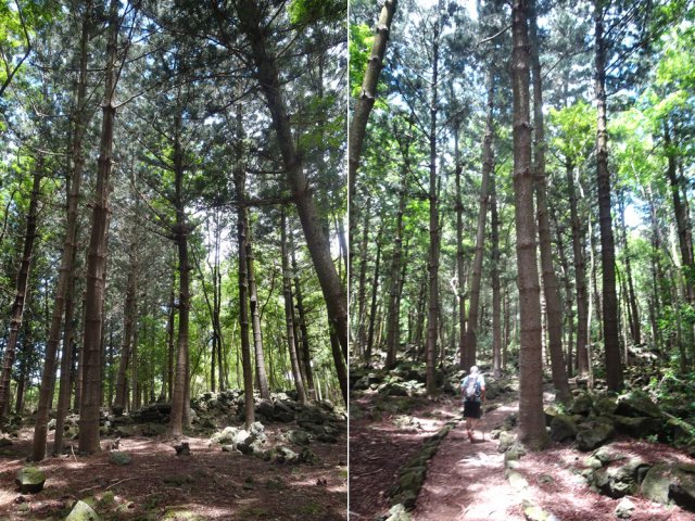 La marche s'effectue à l'ombre des grands araucarias