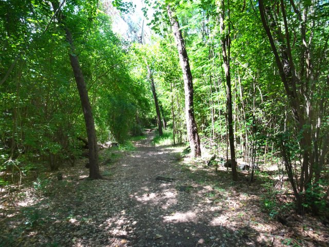 Belle allée ombragée