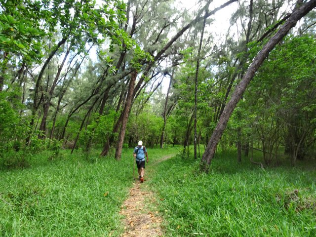 Le chemin est remplacé par un sentier herbeux