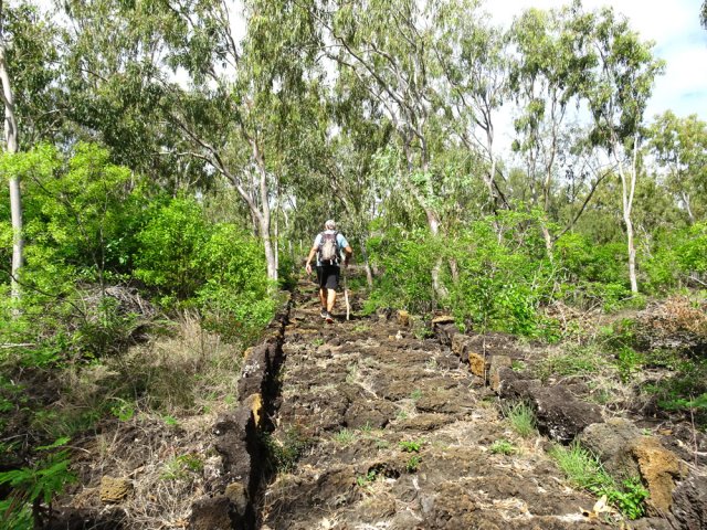 Encore des eucalyptus