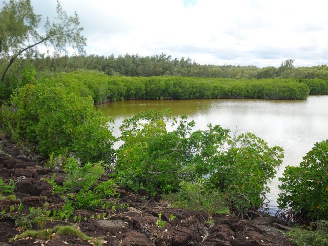Ce lac intérieur est bordé de mangrove