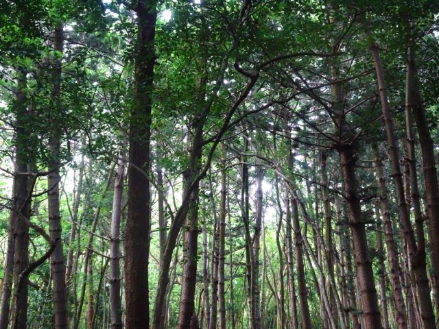 La marche s'effectue sous de grands araucarias