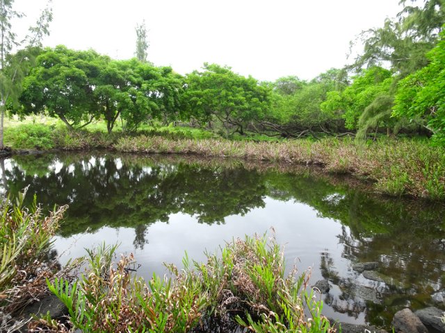 Nouvelle mare d'eau noire en partant vers la mer