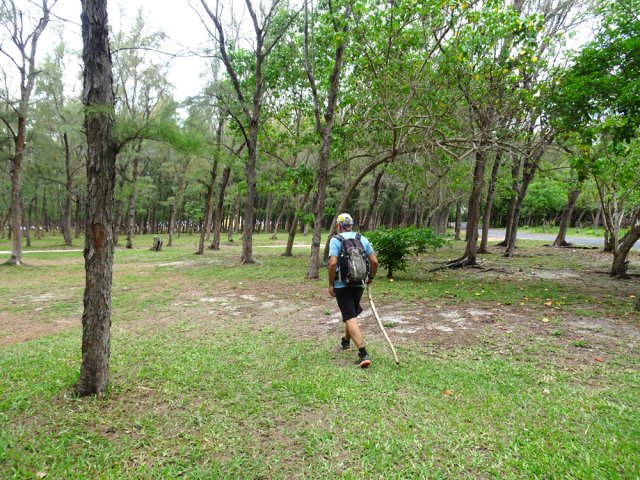 Traversée des filaos pour rejoindre la mer