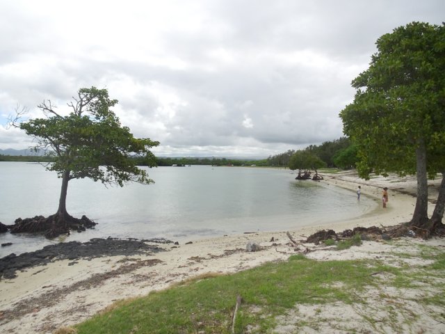 Quelques palétuviers tentent de s'installer sur les plages