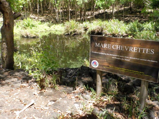 Passage à la Mare Chevrettes occupée par les macaques de Maurice