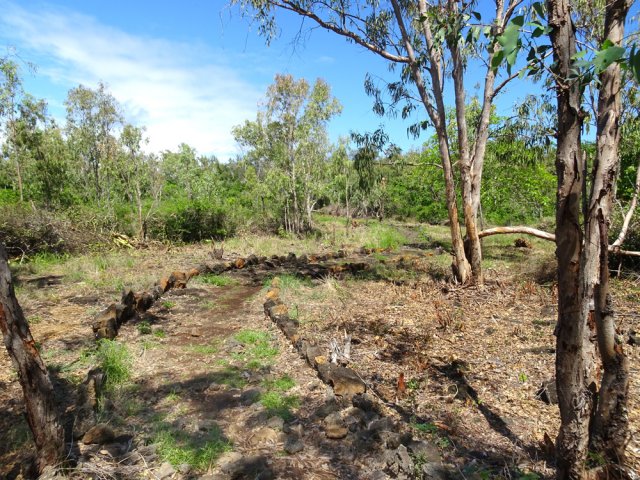 Forêt d'eucalyptus défrichée