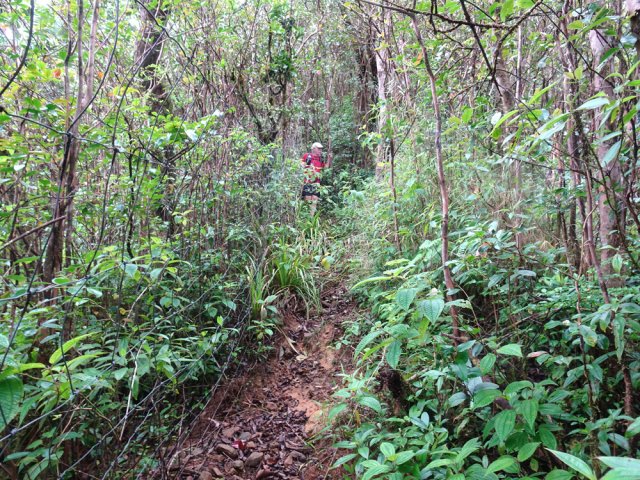 Le sentier est assez facile à suivre malgré la végétation