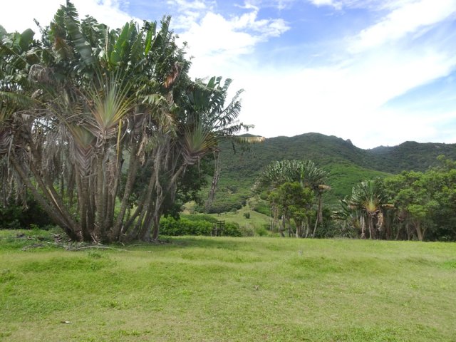 Des touffes de ravenelles dans les prairies d'élevage