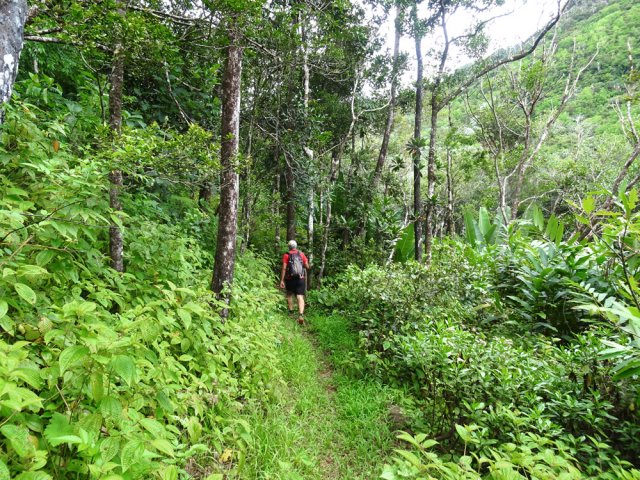 La forêt devient de plus en plus touffue