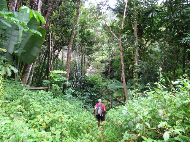 La descente mène à la cascade que l'on devine à travers les arbres