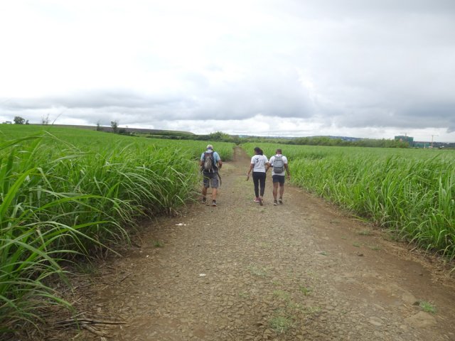 Traverser les cannes jusqu'aux arbres longeant la Rivière Cascade
