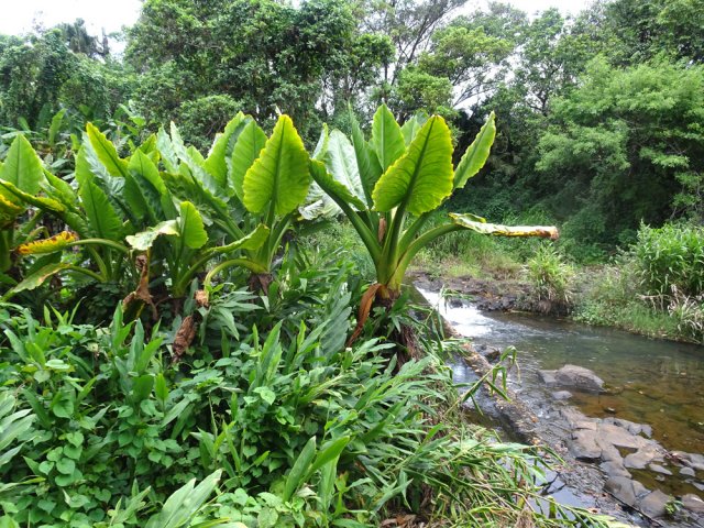 De grands pieds d'oreilles d'éléphant bordent le cours d'eau