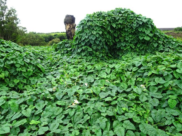 Comme partout, les lianes envahissent de grandes surfaces
