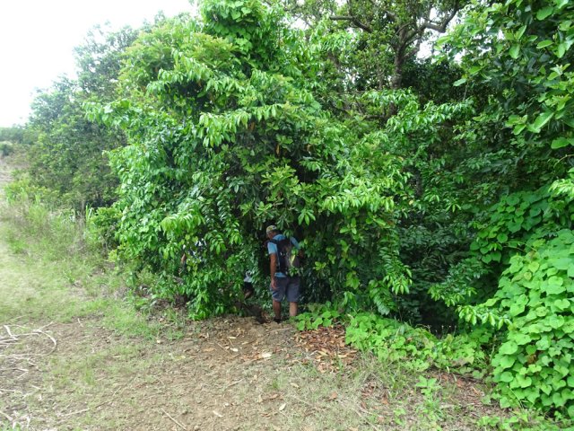 Il pénètre très vite dans la végétation