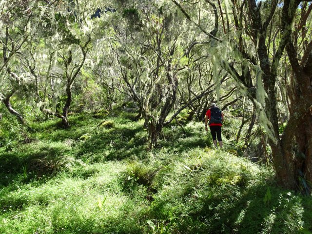 Les érigérons ont envahi une grande partie du sous-bois
