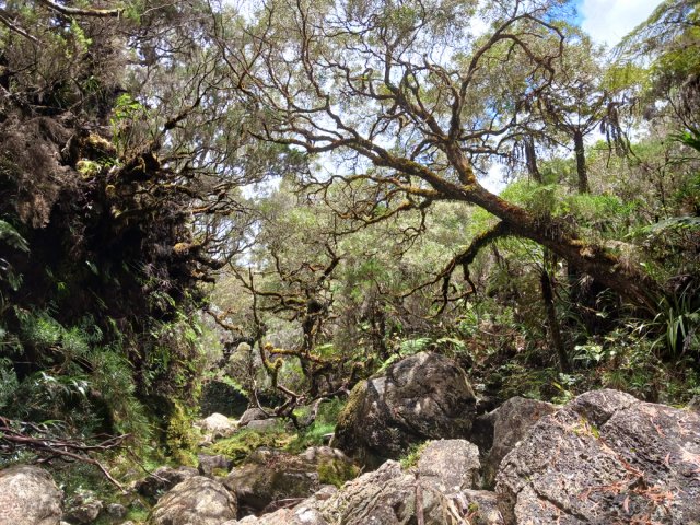 Tamarins et branles géants bordent la ravine au fond rocheux
