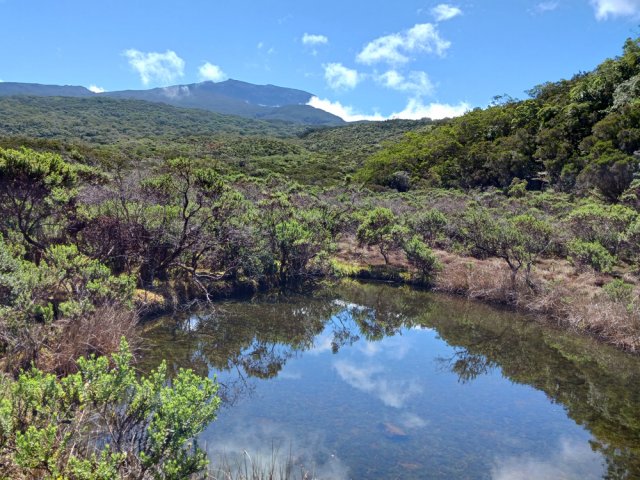 La mare du Plateau de Thym avec vues sur le Piton des Neiges