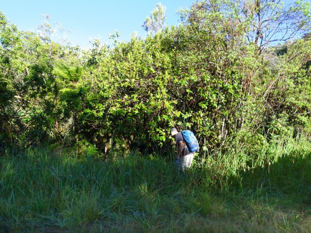 Le premier mètre du sentier est très peu marqué, voire invisible