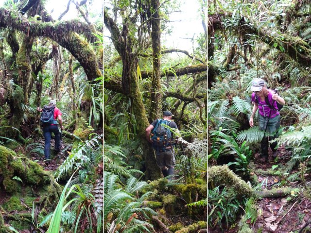 On retrouve la magnifique forêt sur des traces plus ou moins évidentes