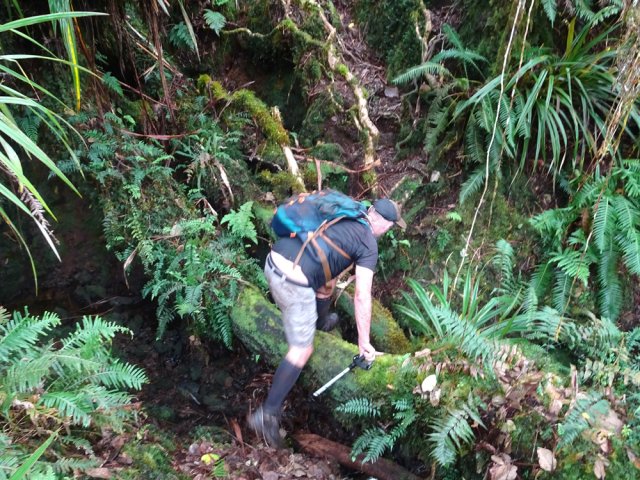 Un tronc sans mousse pour rassurer sur la direction à suivre