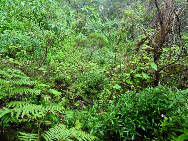 Une zone envahie de vigne marronne, jouvences et bringeliers